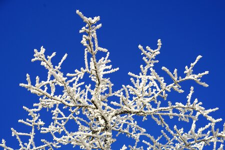 Frozen winter ice photo