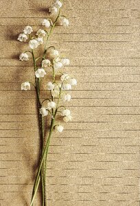 Paper flower rustic