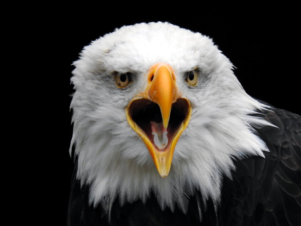 White tailed eagle close up nature