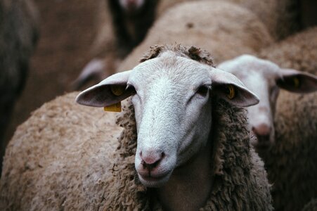 Sheep animal domestic