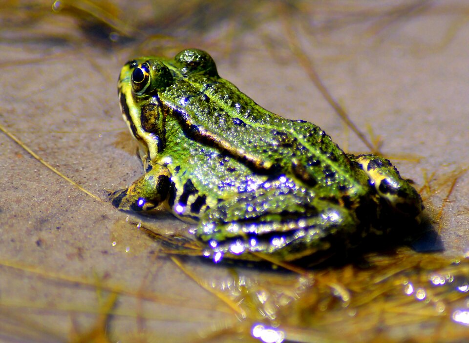 High water frog pond
