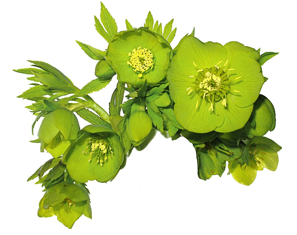 Spring hellebore green