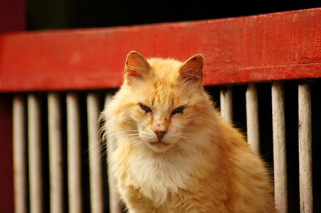 Portrait animal finlandia