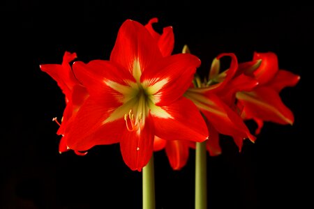 Bloom red amaryllis plant