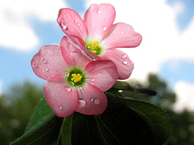 Four leaf clover color pink