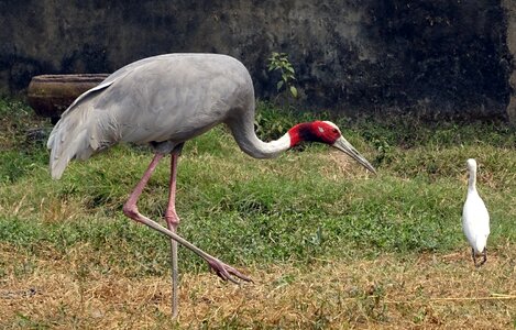 Wildlife endangered antigone