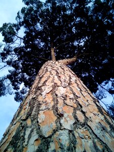 Tree forest centenary