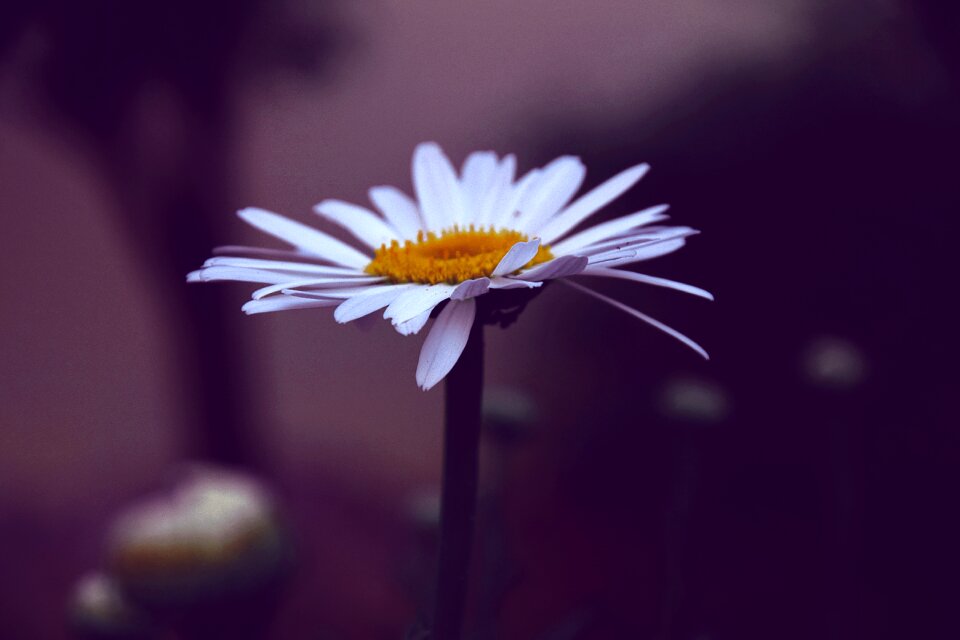 Detail white petals white daisy