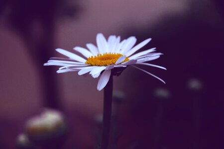 Detail white petals white daisy
