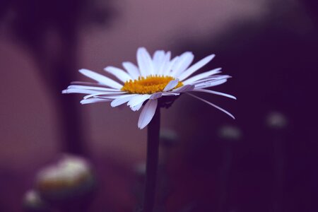 Detail white petals white daisy photo