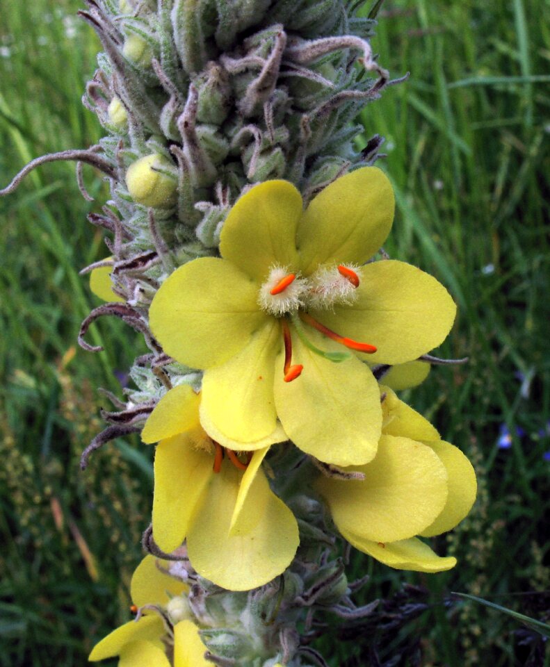 Mullein m″hnato yellow