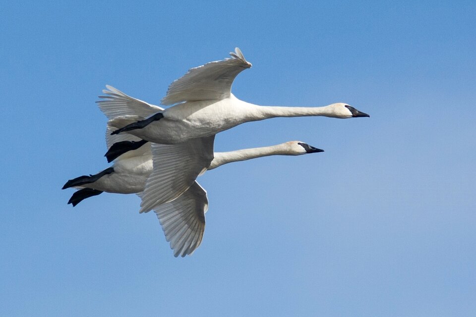Wildlife nature pair