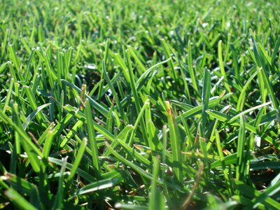 Mow green grass environment