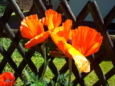 Poppy flower blossom bloom