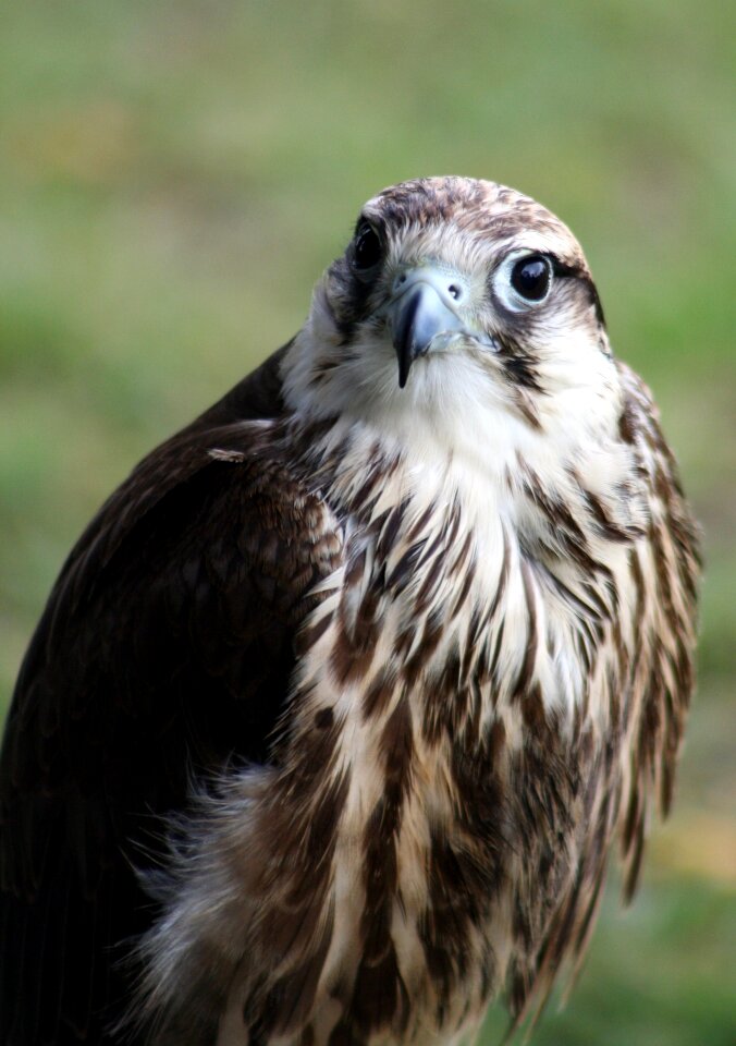 Wildlife looking hunter