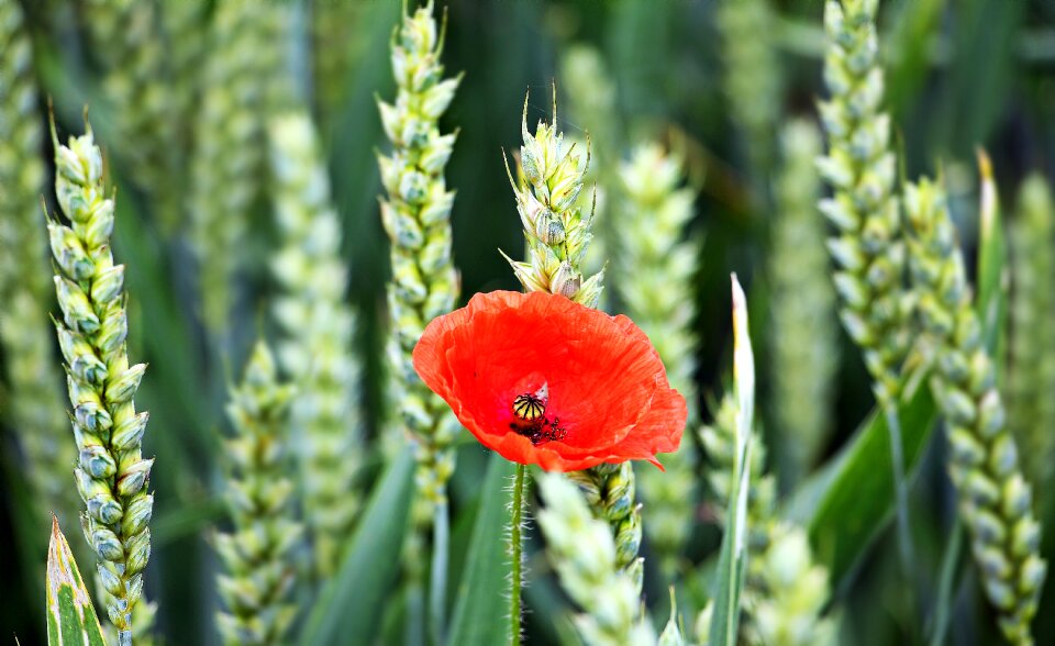 Cereals red wheat field