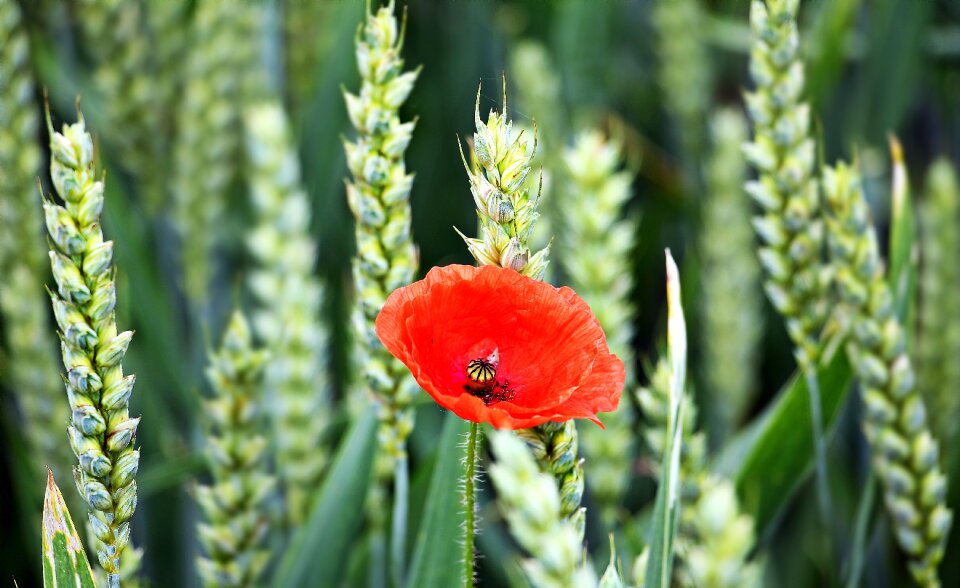 Cereals red wheat field photo