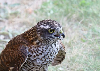 Sparrow hawk bird of prey bird