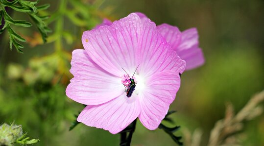 Summer blossom bloom