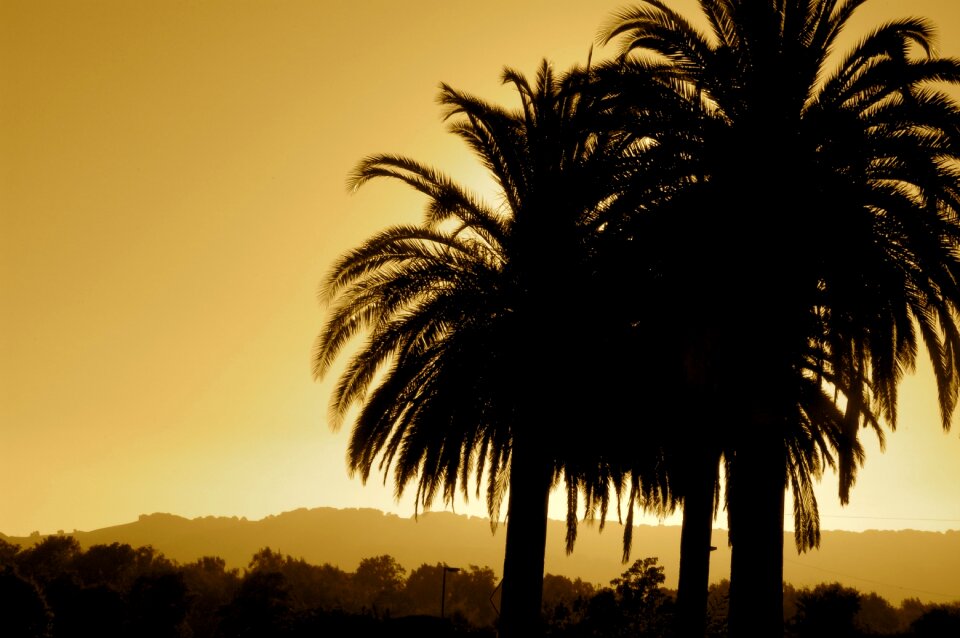 Sepia trees tropical