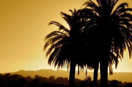 Sepia trees tropical photo