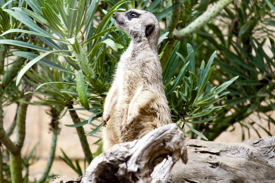 Zoo sentry cute