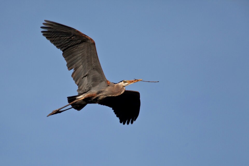 Wild beak neck photo