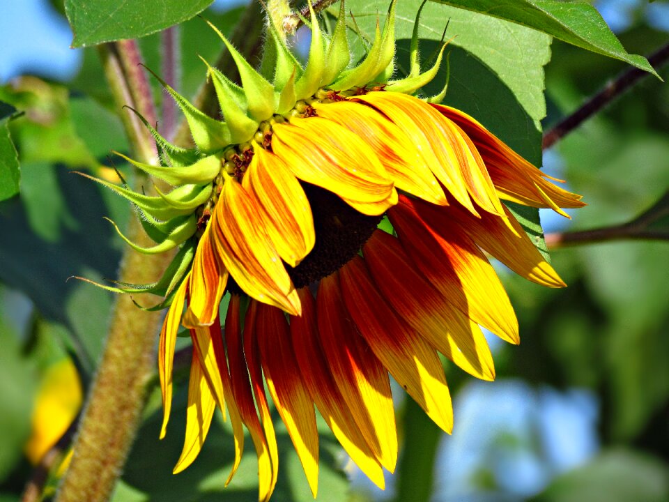 Blooming sunflower flowering summer