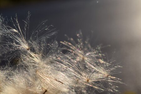 Sunshine close up ease