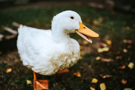 Duck domestic fowl animals