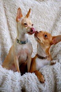 Animal canine friends
