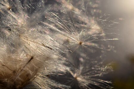 Sunshine close up ease