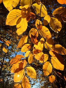 Autumn tree yellow leaves