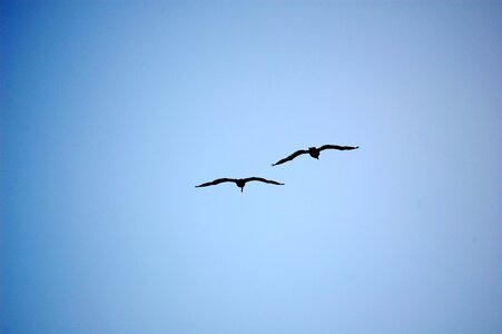 Sky seagull flying