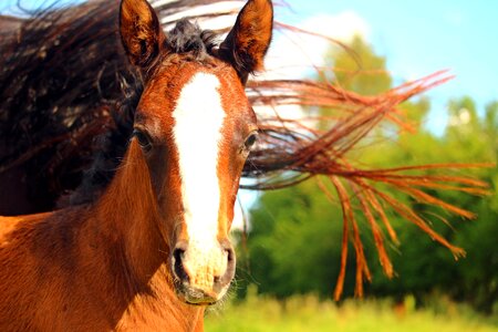 Brown suckling thoroughbred arabian photo