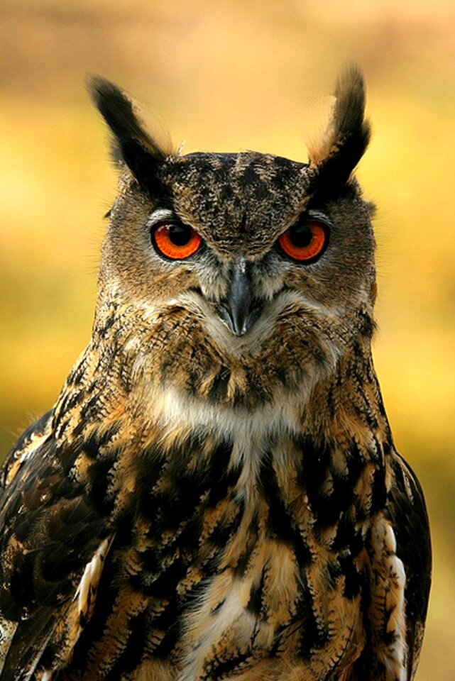 Nature perched beak