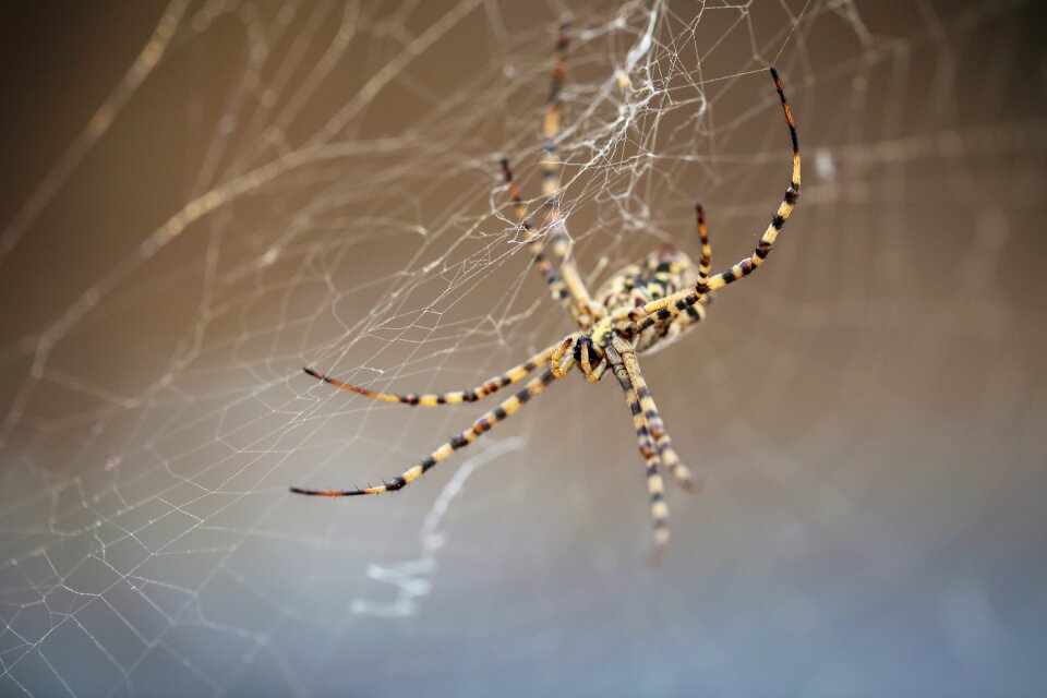Spider strong cobweb