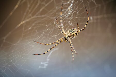 Spider strong cobweb