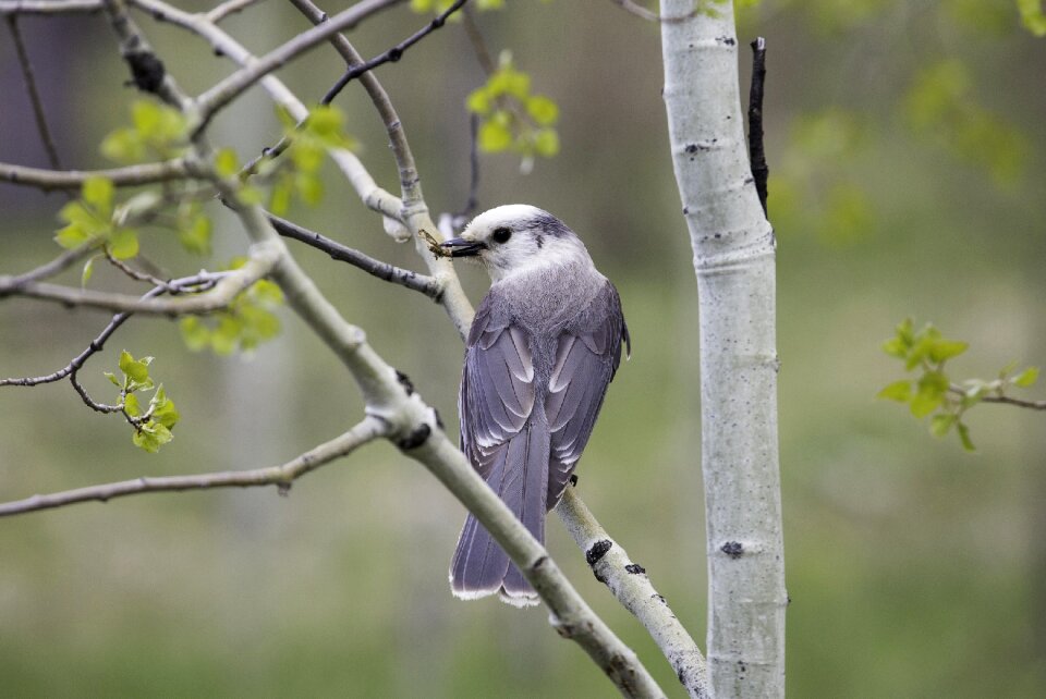 Nature portrait perching
