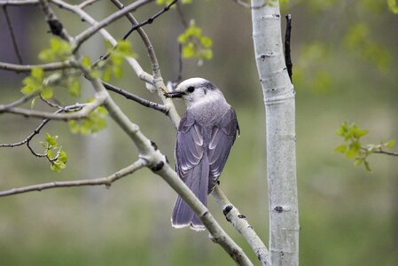 Nature portrait perching photo