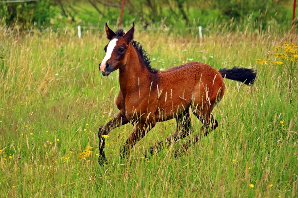 Brown meadow suckling