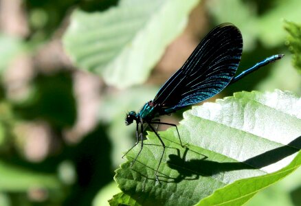 Nature blue dragonfly wings photo