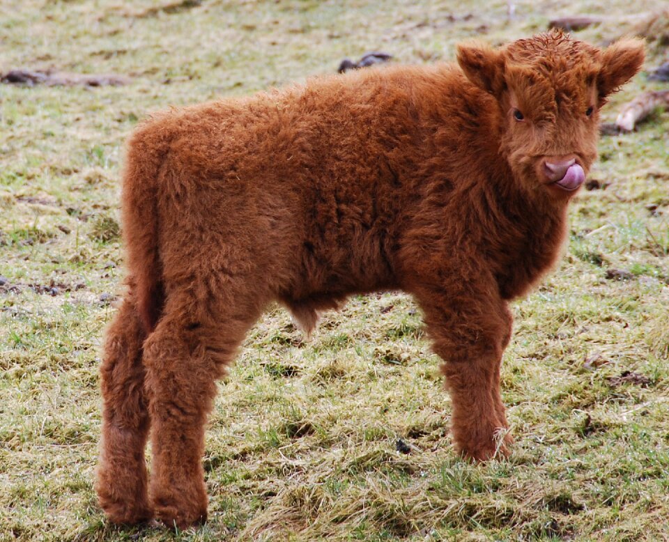 Galloway scottish hochlandrind calf