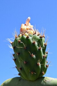 Prickly plant cactaceae photo