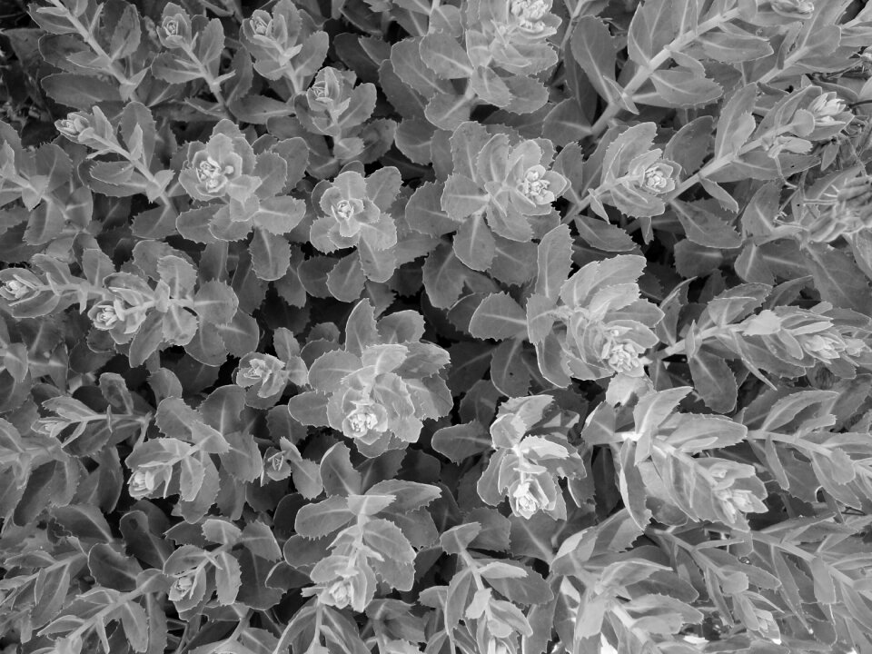 Pattern abstract black and white