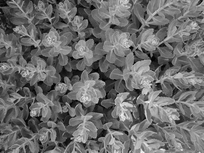 Pattern abstract black and white