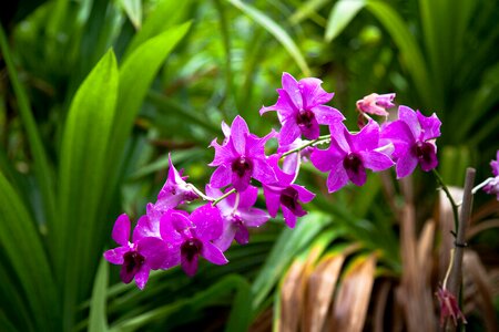 Hawaii blossom aloha photo