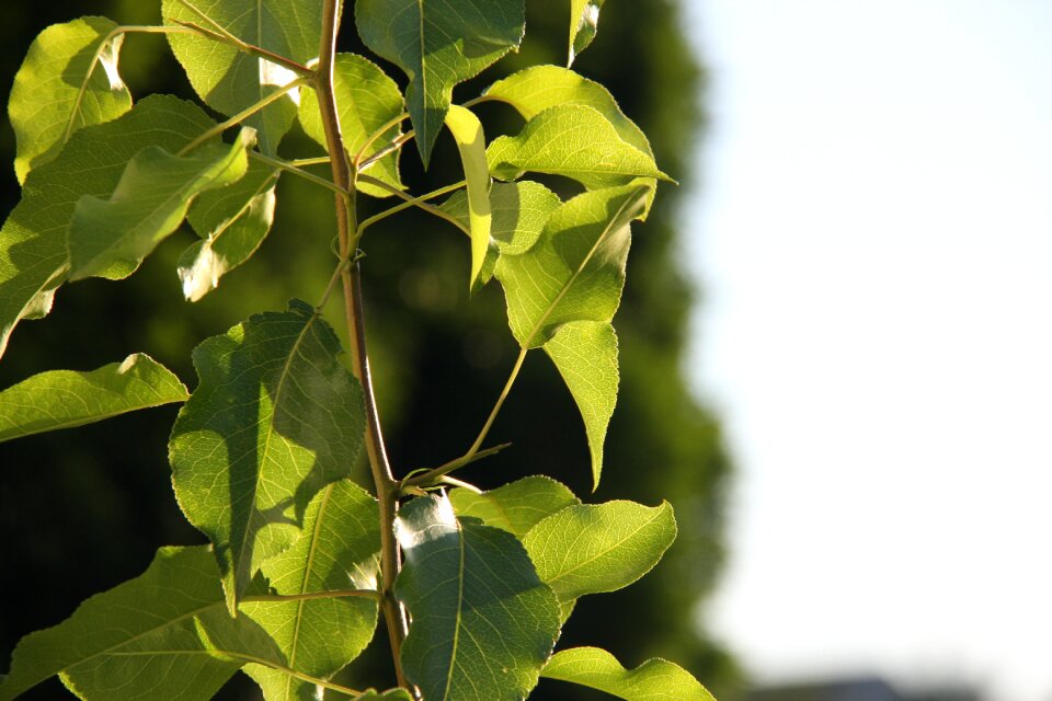 Leaves blurry tree in the back macro photography