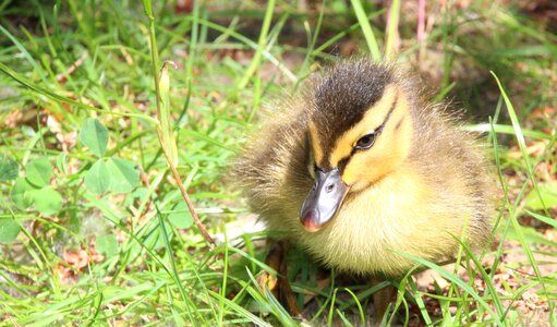 Duckling duck yellow