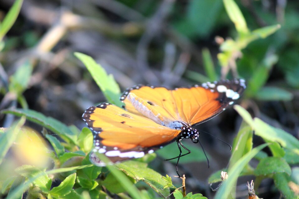 Beauty nature natural